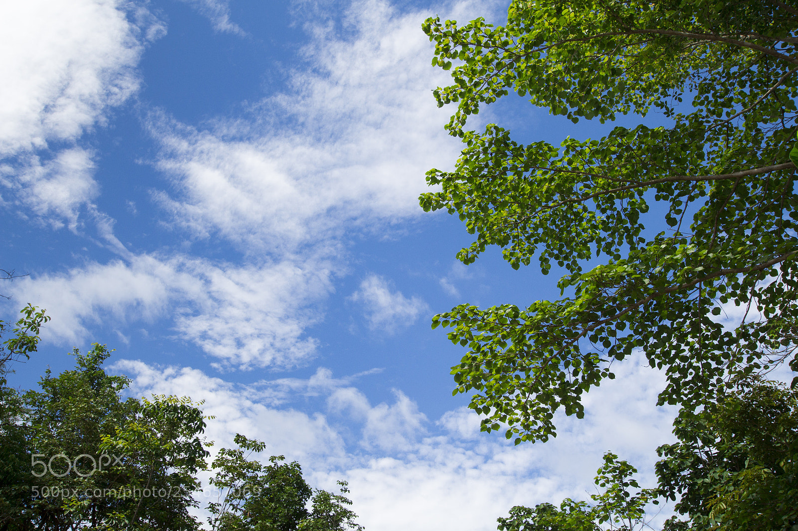 Canon EOS 700D (EOS Rebel T5i / EOS Kiss X7i) sample photo. The image of a photography