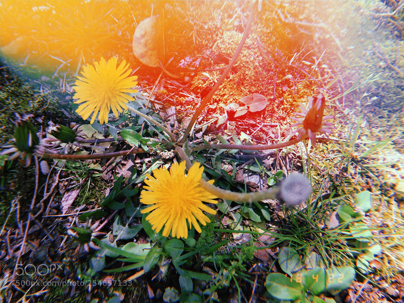 Apple iPhone sample photo. Spring#4 photography