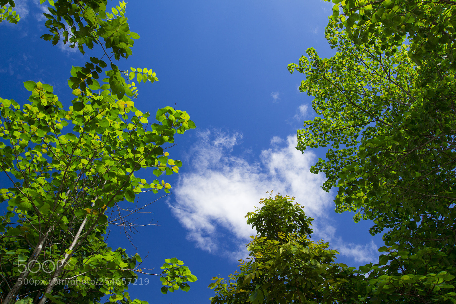 Canon EOS 700D (EOS Rebel T5i / EOS Kiss X7i) sample photo. The image of a photography