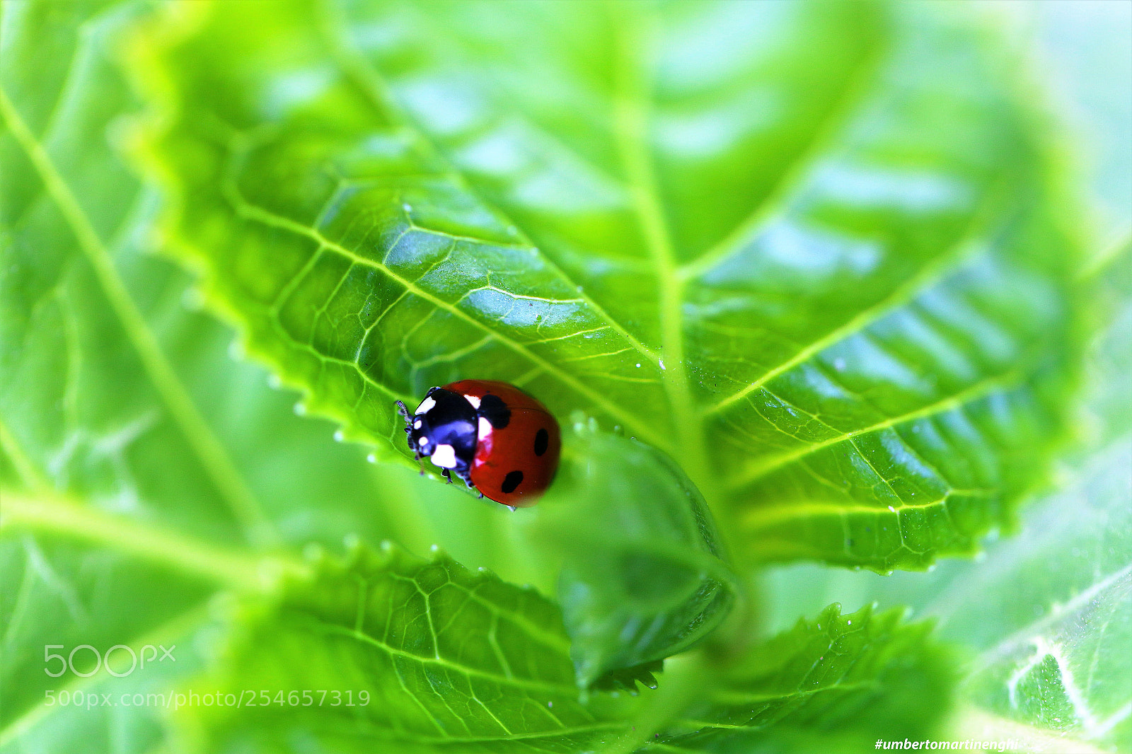 Canon EOS 7D Mark II sample photo. Lady bug photography