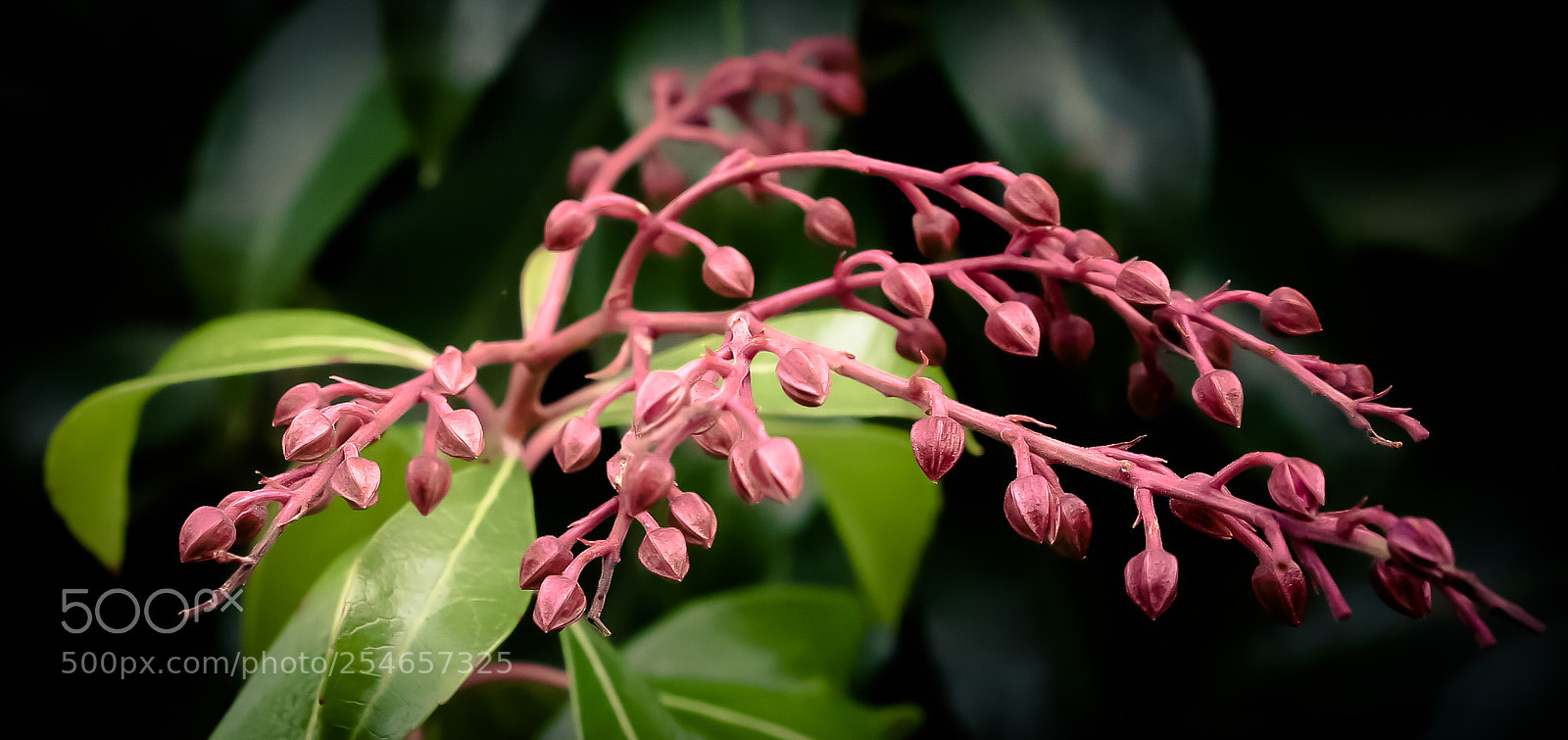 Canon EOS 70D sample photo. Nature's gift photography