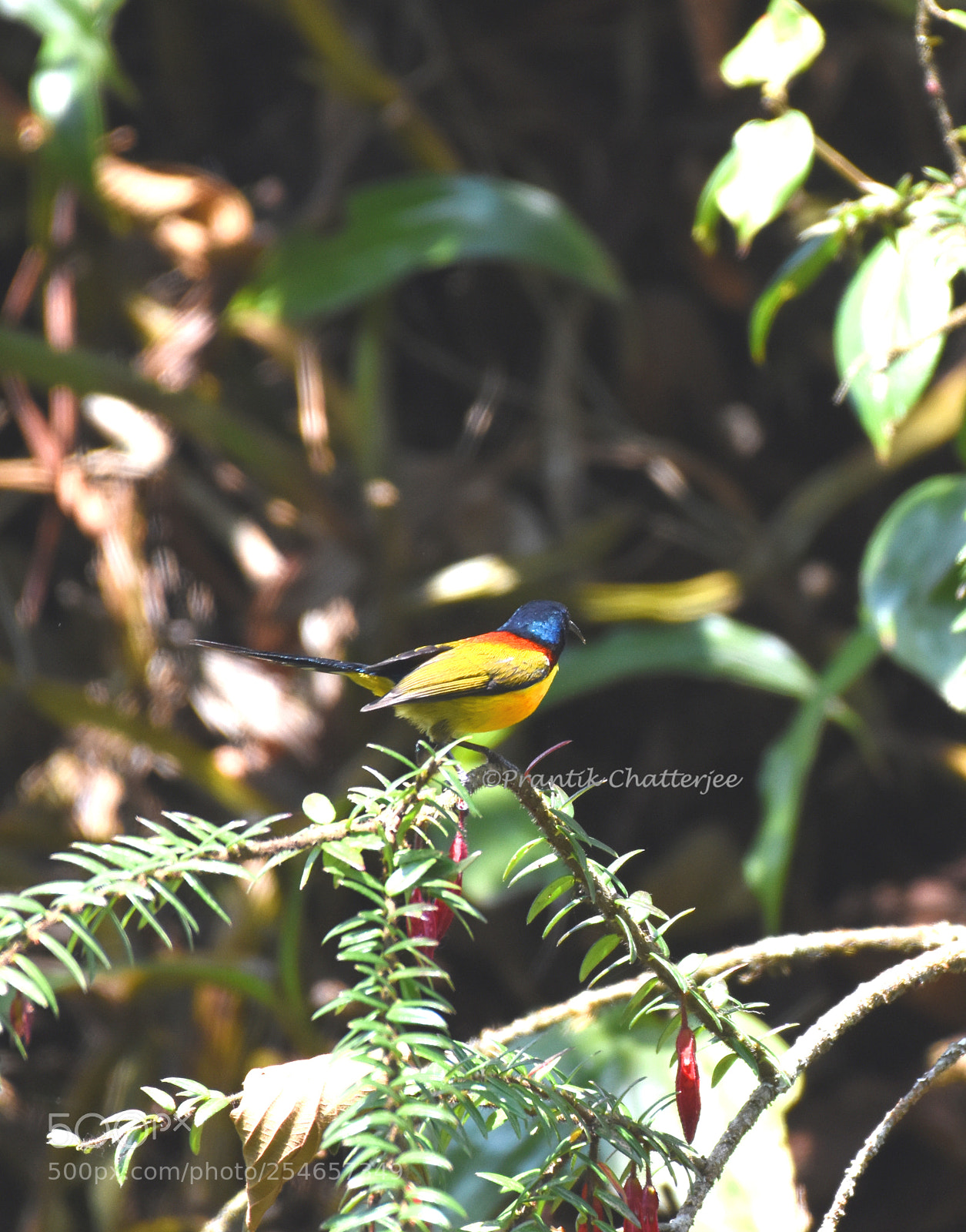 Nikon D7200 sample photo. Green tailed sun bird photography