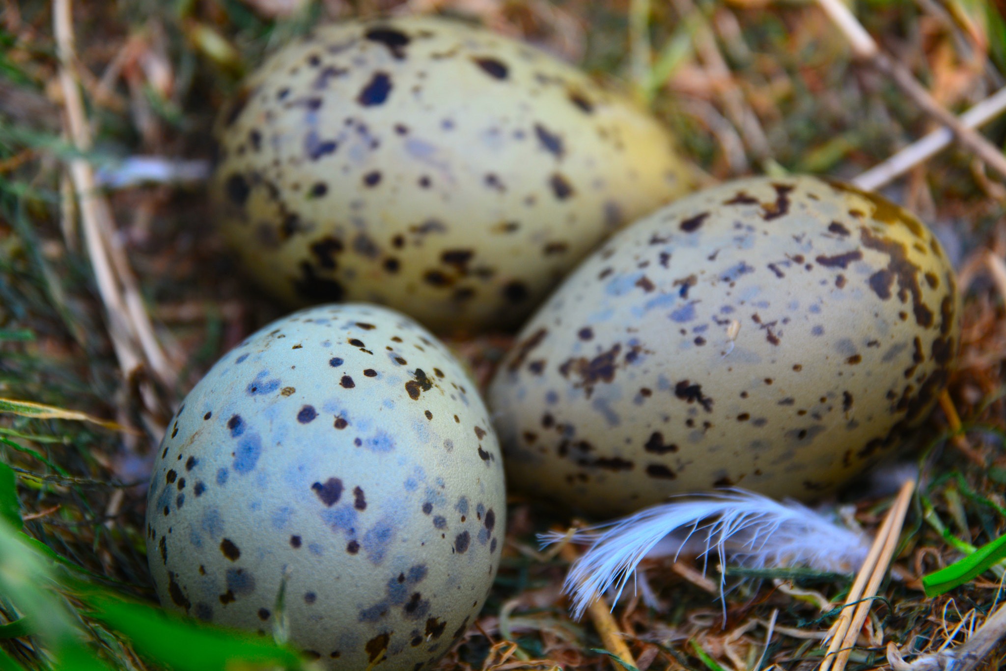 Nikon D7100 + Sigma 17-70mm F2.8-4 DC Macro OS HSM | C sample photo. Seagull eggs photography