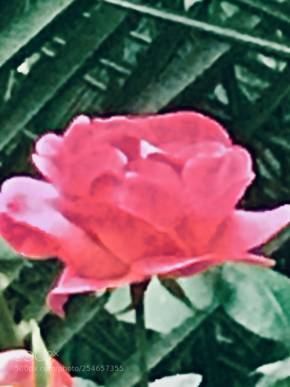 Apple iPhone 7 Plus sample photo. Pink vintage rose photography