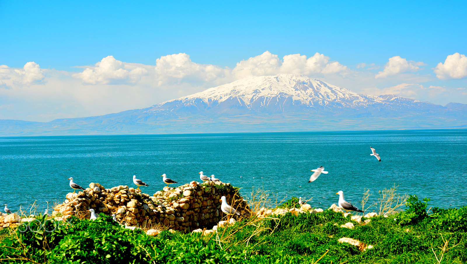 Nikon D7100 + Sigma 17-70mm F2.8-4 DC Macro OS HSM | C sample photo. Seagull photography