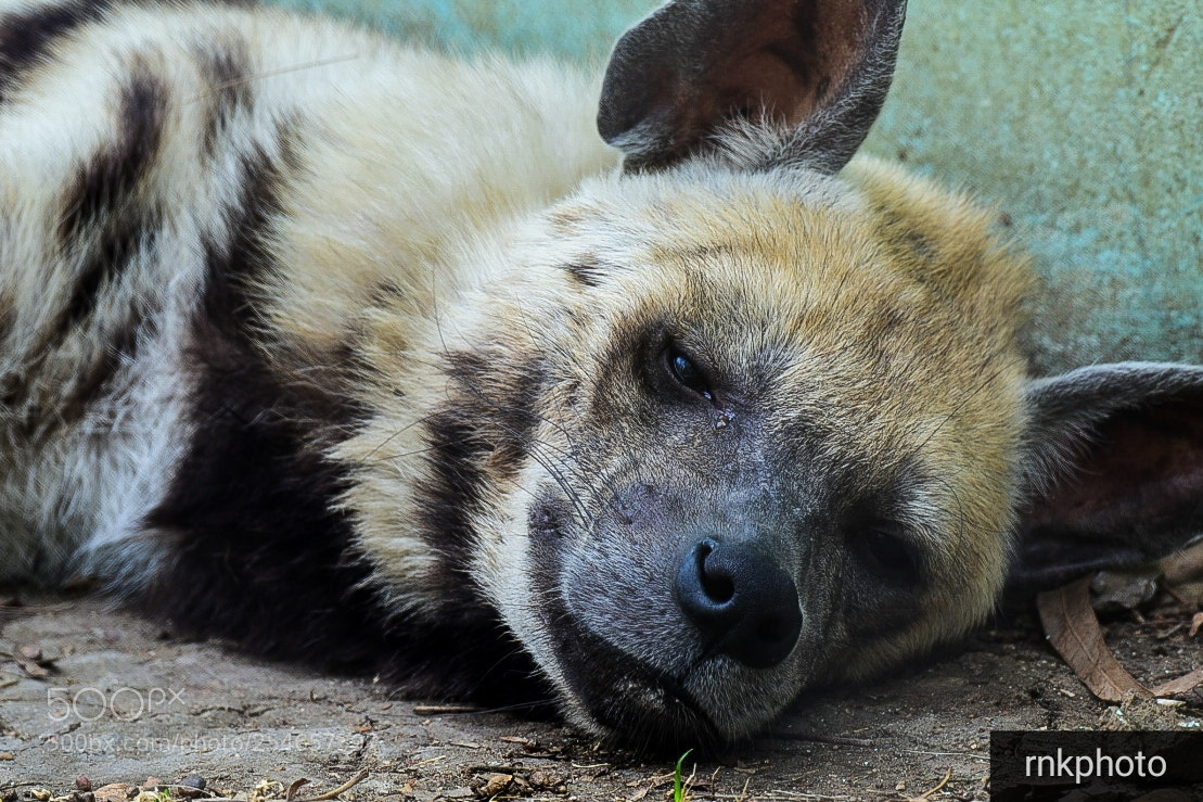 Nikon D750 sample photo. Hyena napping photography