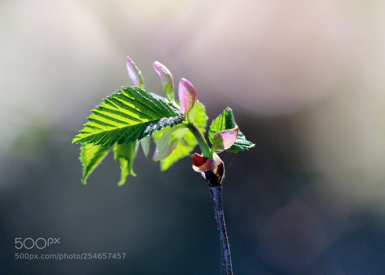 Canon EOS 600D (Rebel EOS T3i / EOS Kiss X5) sample photo. New born spring photography
