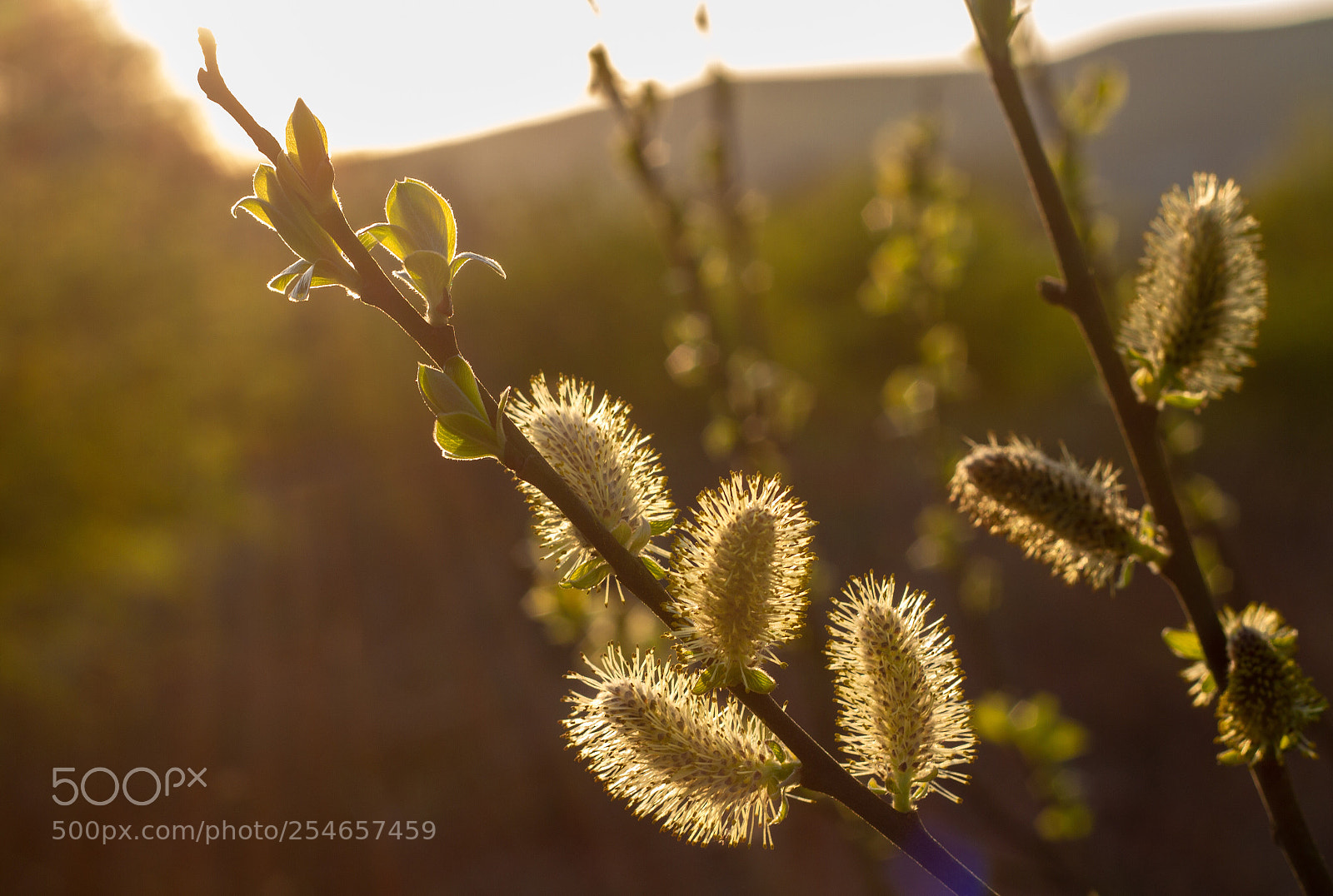 Canon EOS 7D sample photo. At sunset  photography