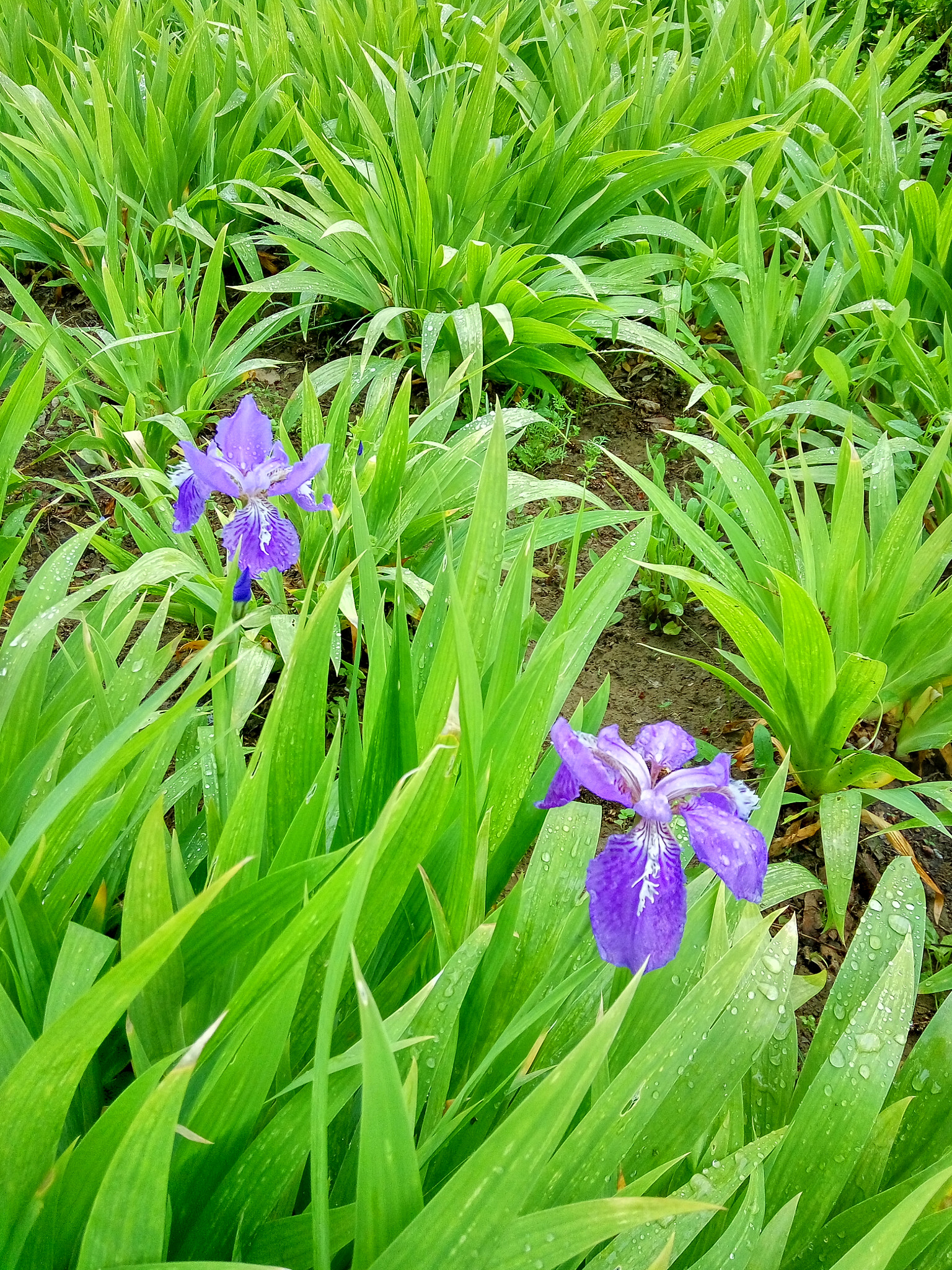 Xiaomi Redmi Note 3 sample photo. 中国的美丽风景和美食 photography