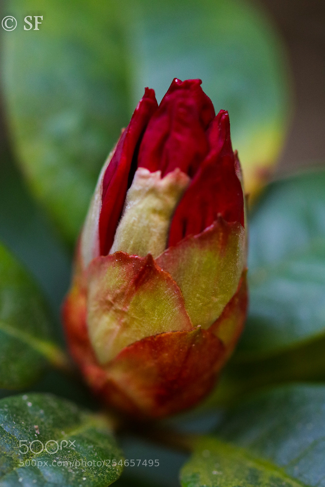 Canon EOS 750D (EOS Rebel T6i / EOS Kiss X8i) sample photo. The rhododendron bloom photography
