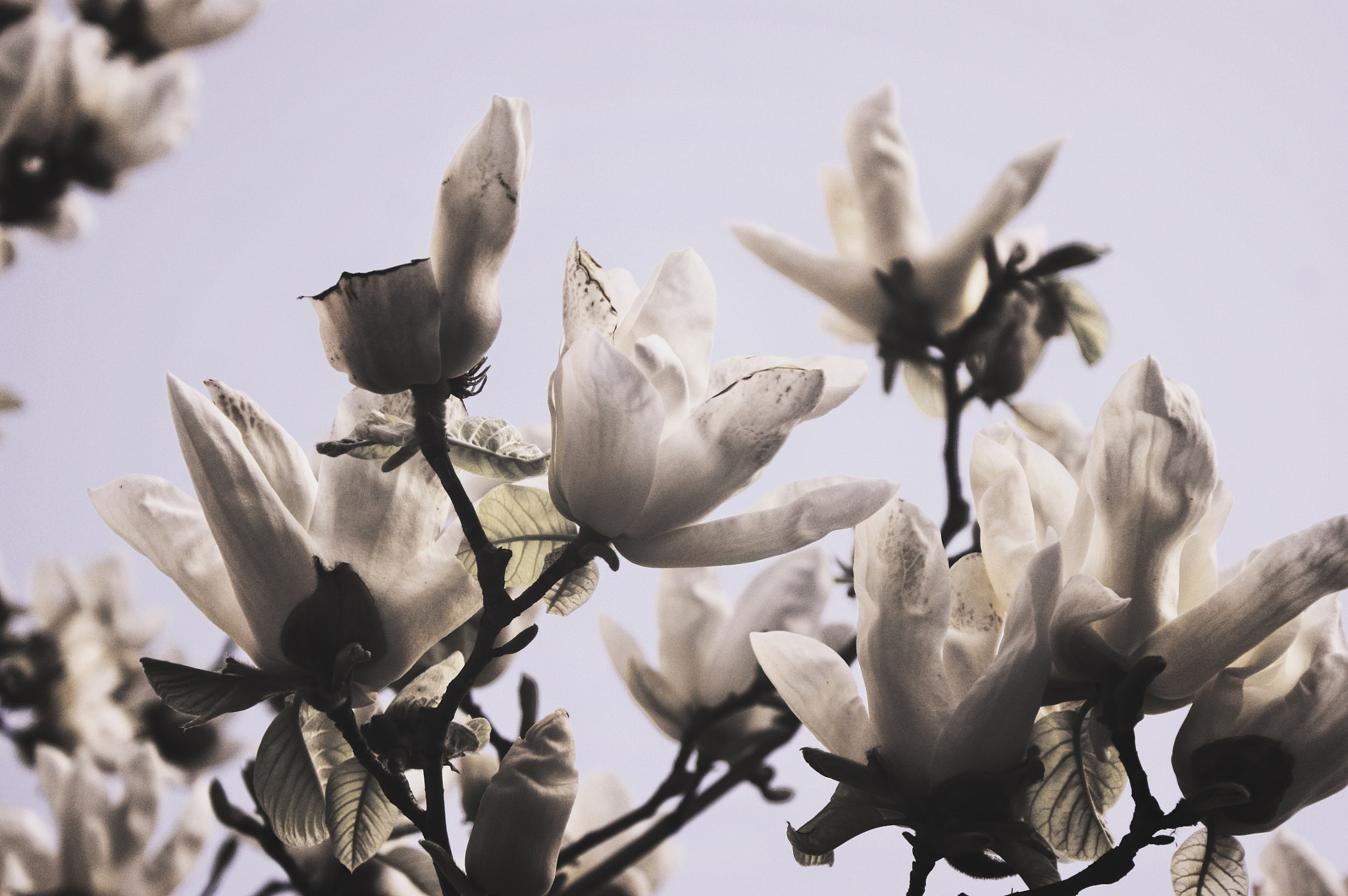 Sony DT 18-70mm F3.5-5.6 sample photo