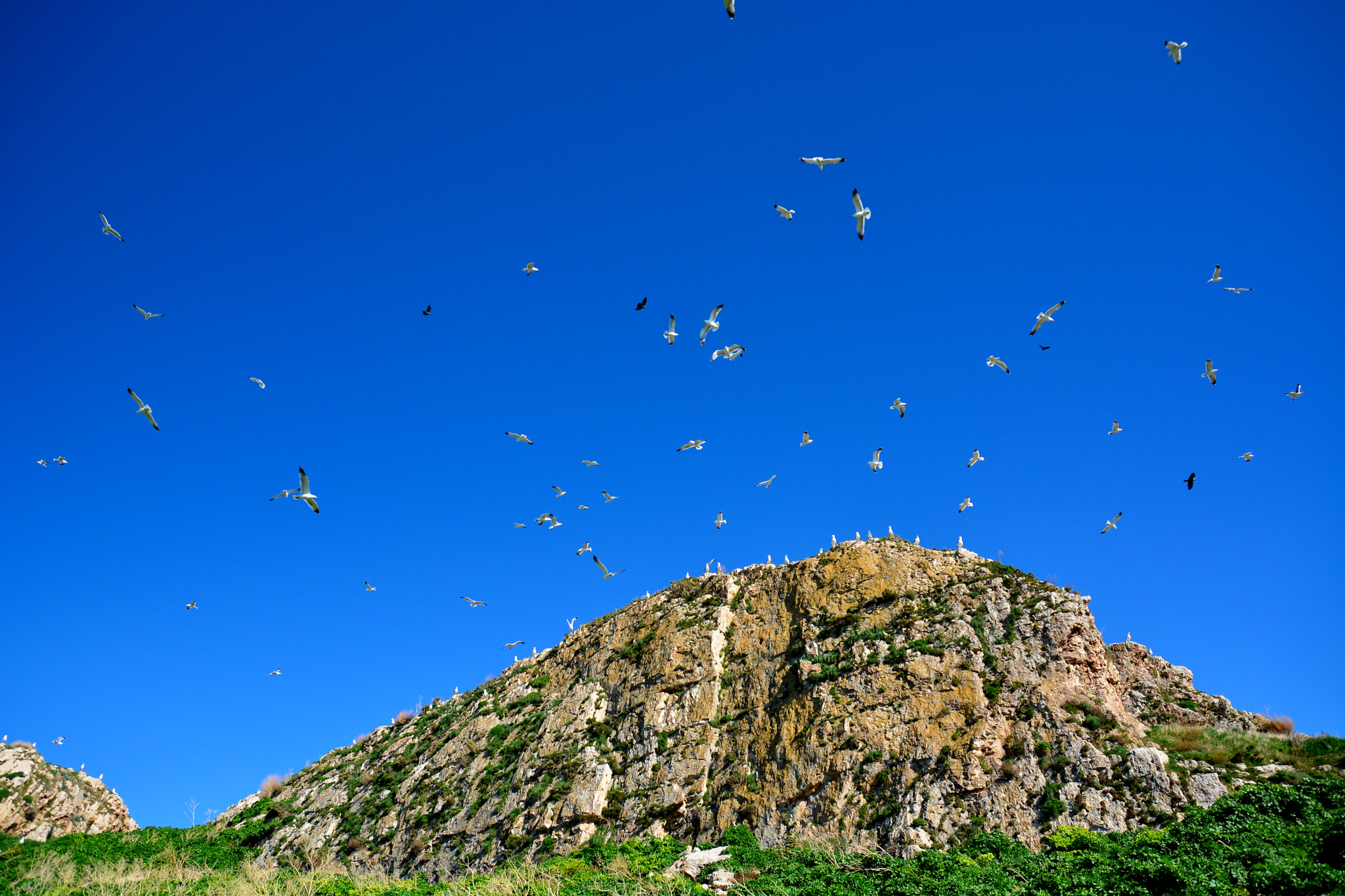 Nikon D7100 + Sigma 17-70mm F2.8-4 DC Macro OS HSM | C sample photo. Seagul photography