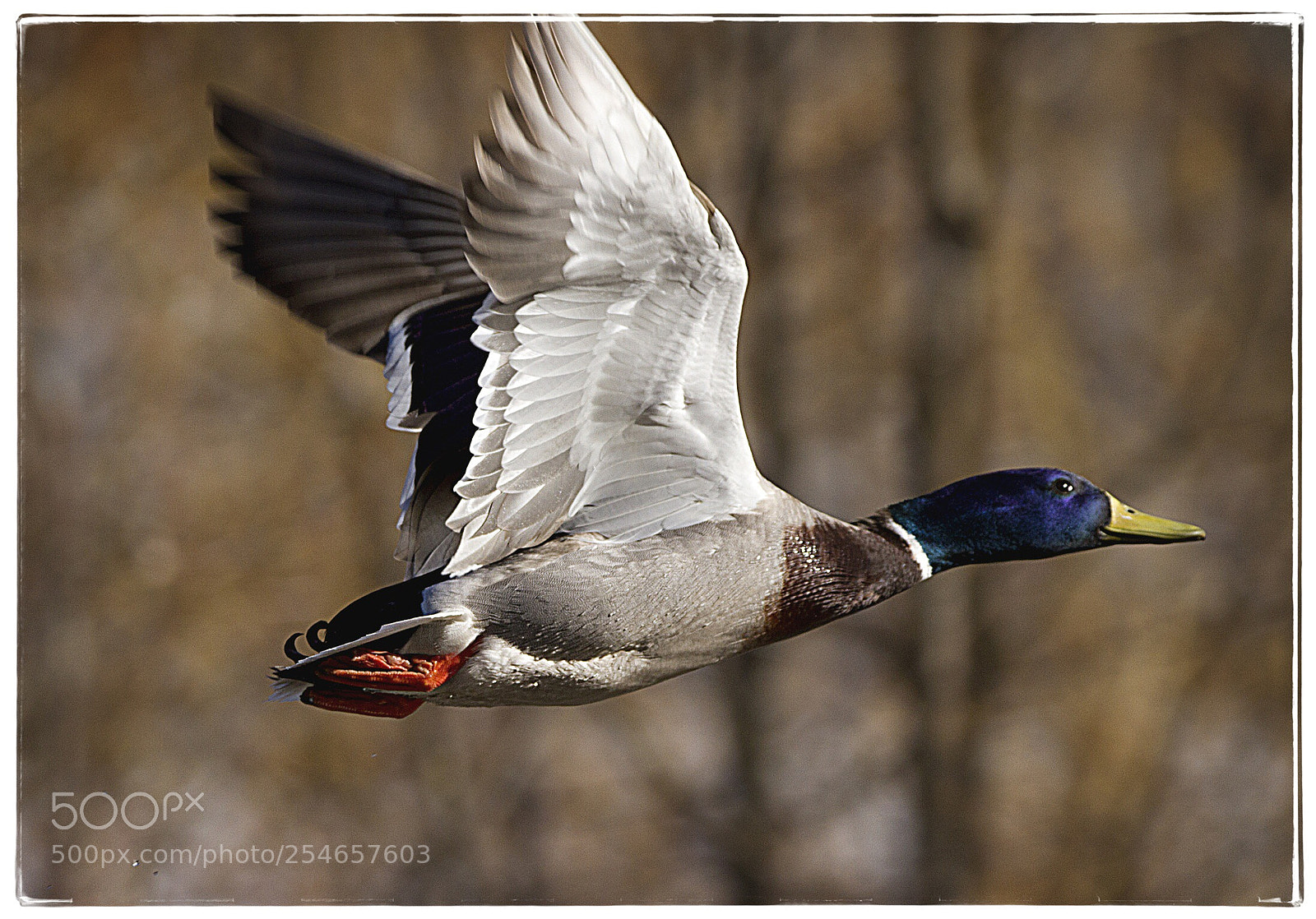 Canon EOS 7D sample photo. Mallard in flight 2. photography