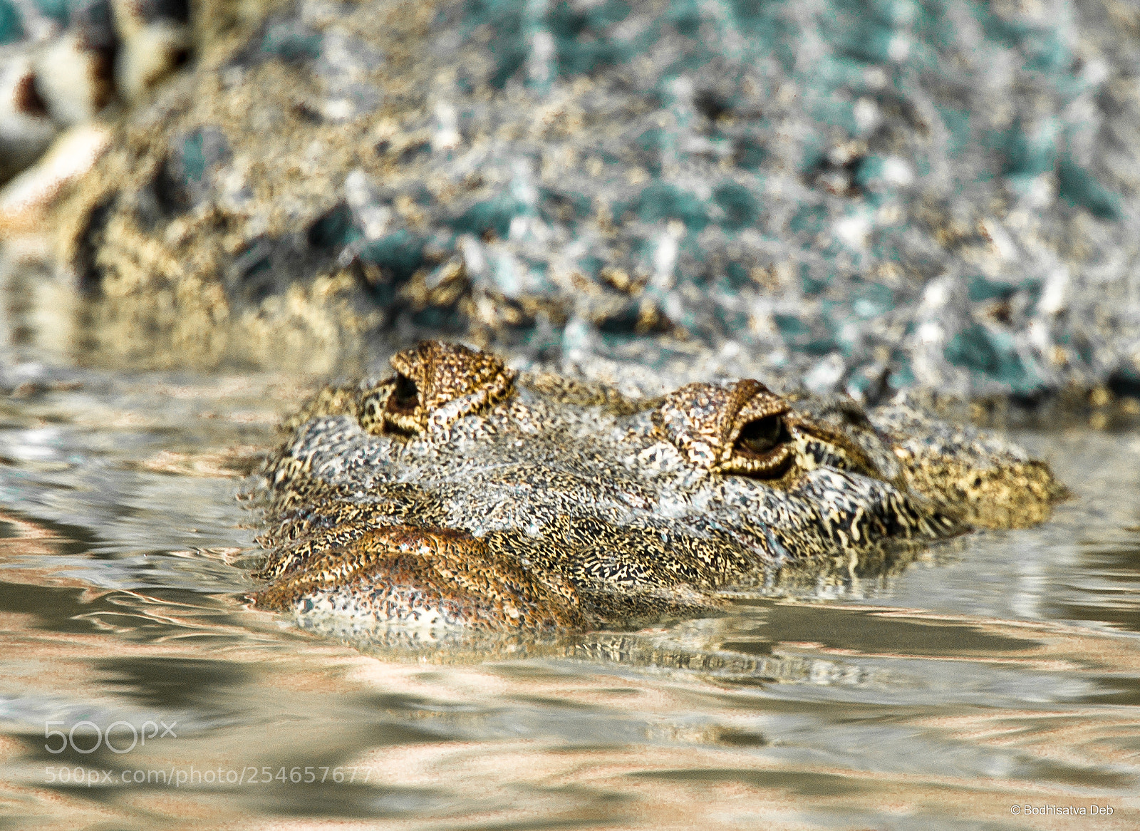 Nikon D750 sample photo. Crocodile encounter on the photography