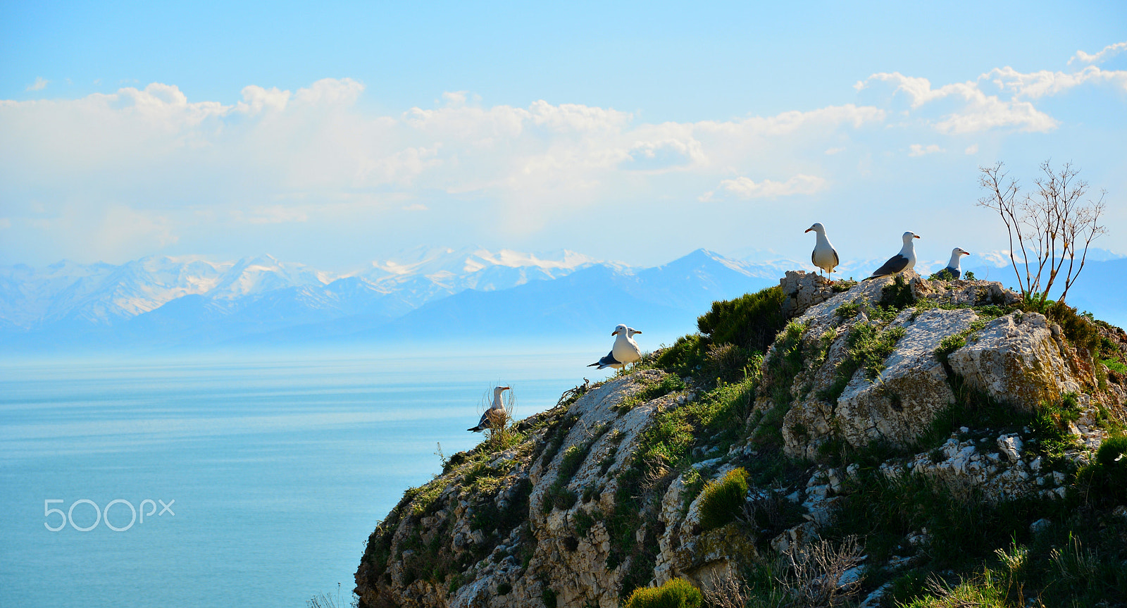 Sigma 17-70mm F2.8-4 DC Macro OS HSM | C sample photo. Seaguls photography