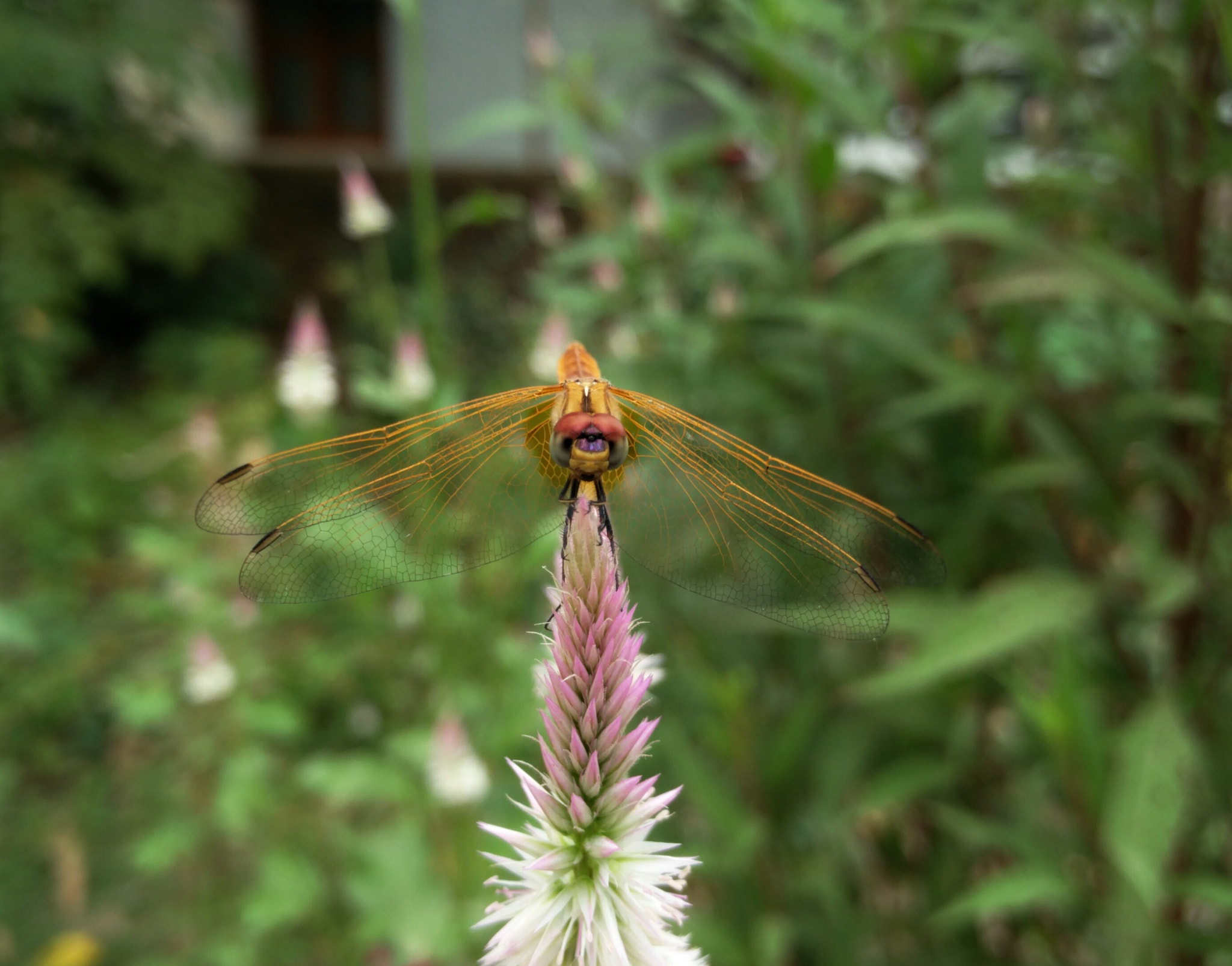 OnePlus 2 sample photo. Dragonfly photography