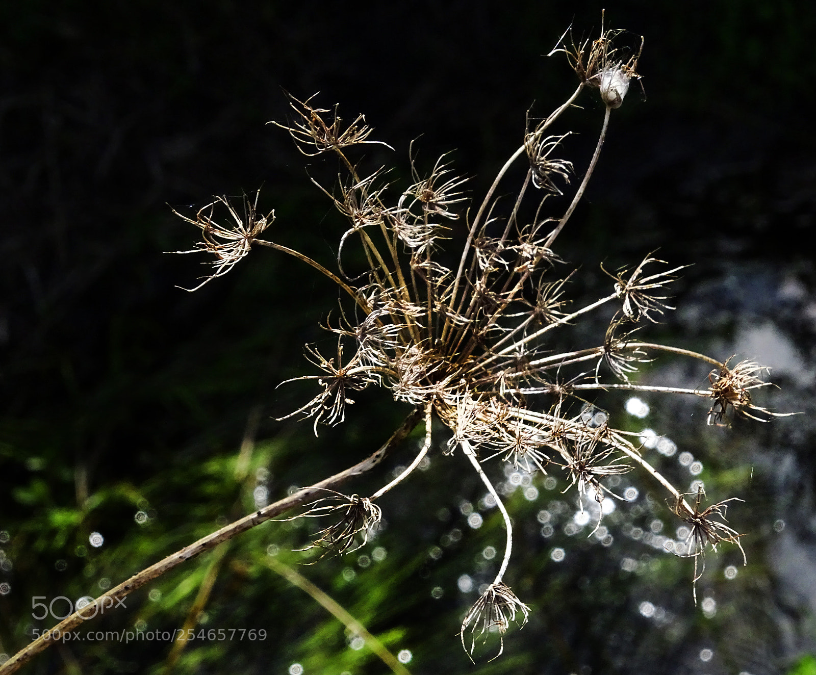 Sony Cyber-shot DSC-HX400V sample photo. Brown weed photography