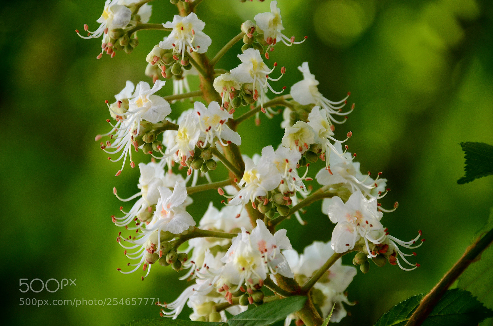 Nikon D7000 sample photo. Blossom photography