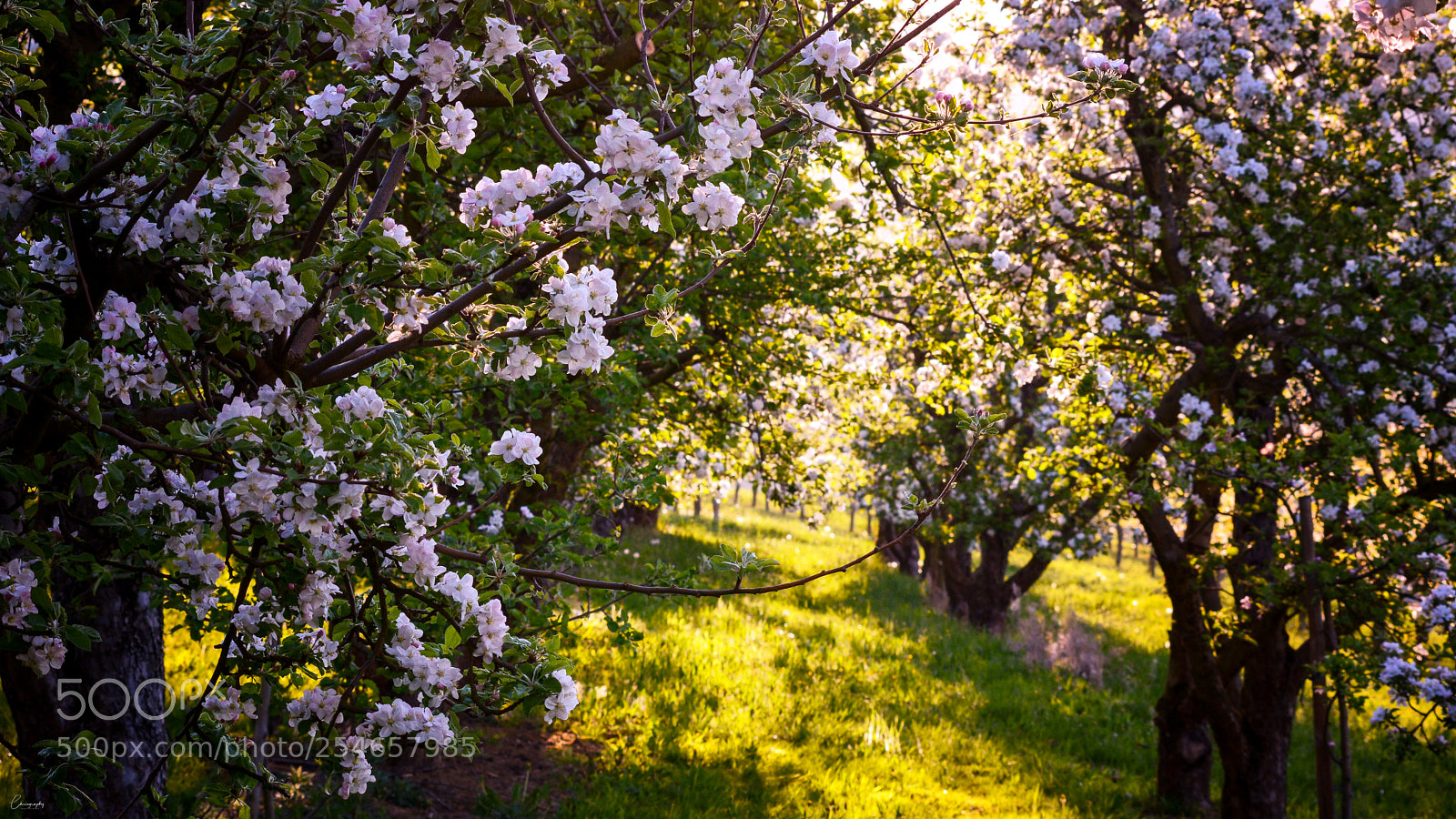 Nikon D7100 sample photo. Blüten im eggenertal photography
