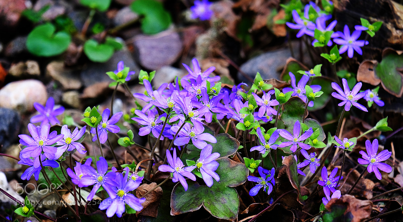 Fujifilm X-T20 sample photo. Primrose flowers blossomed photography