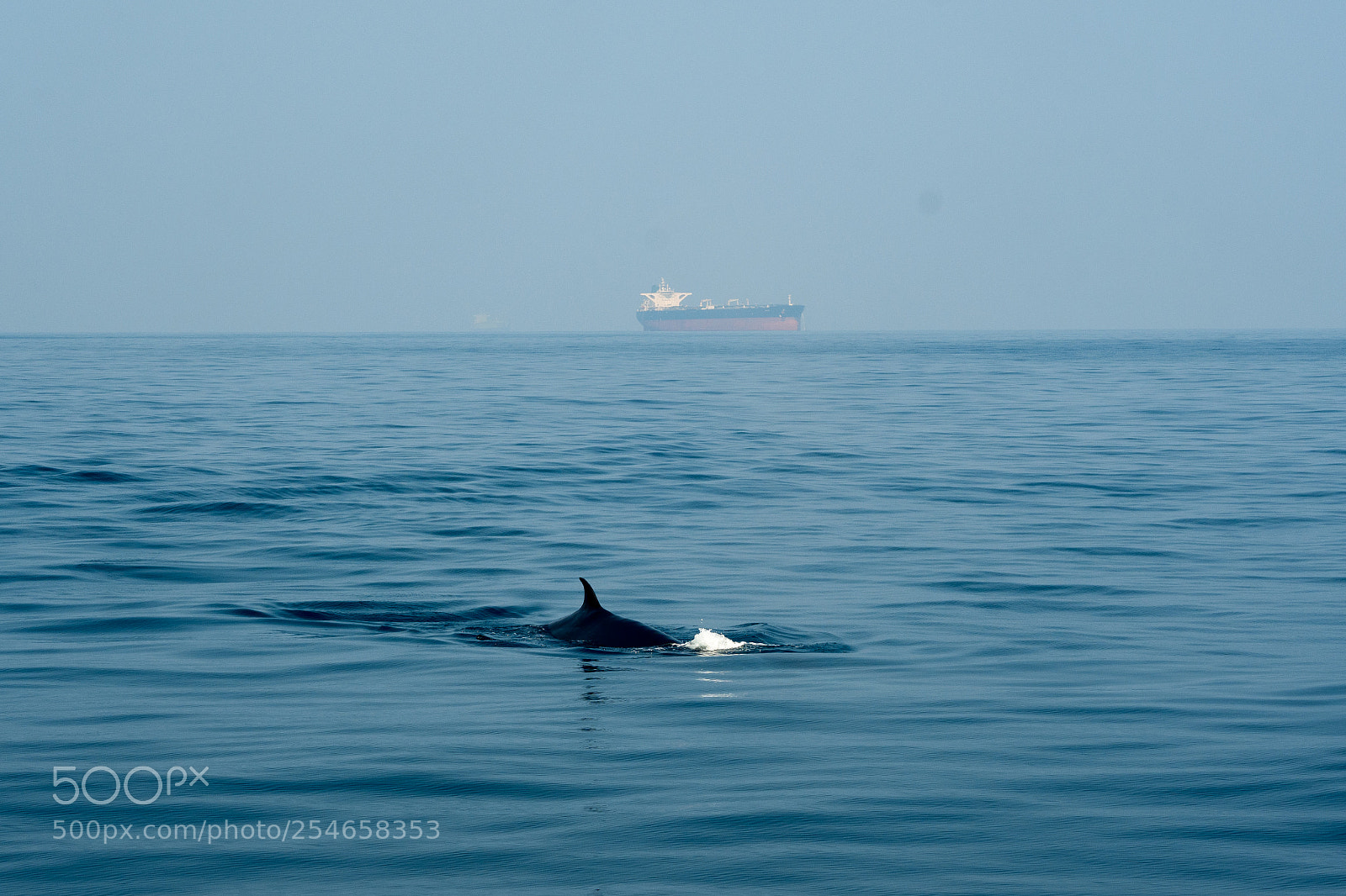Nikon D7500 sample photo. Whale photography