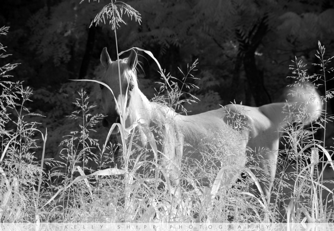 Canon EOS 7D sample photo. White horse photography