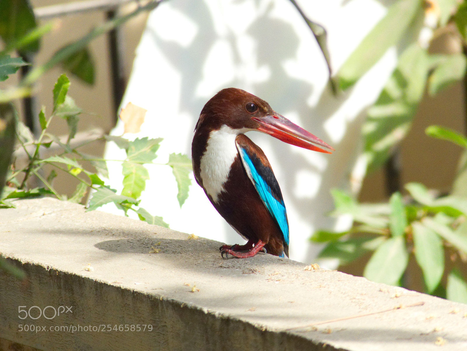 Panasonic Lumix DMC-FZ200 sample photo. Kingfisher photography