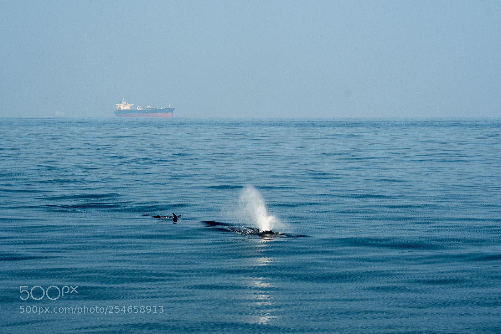 Nikon D7500 sample photo. Whale photography