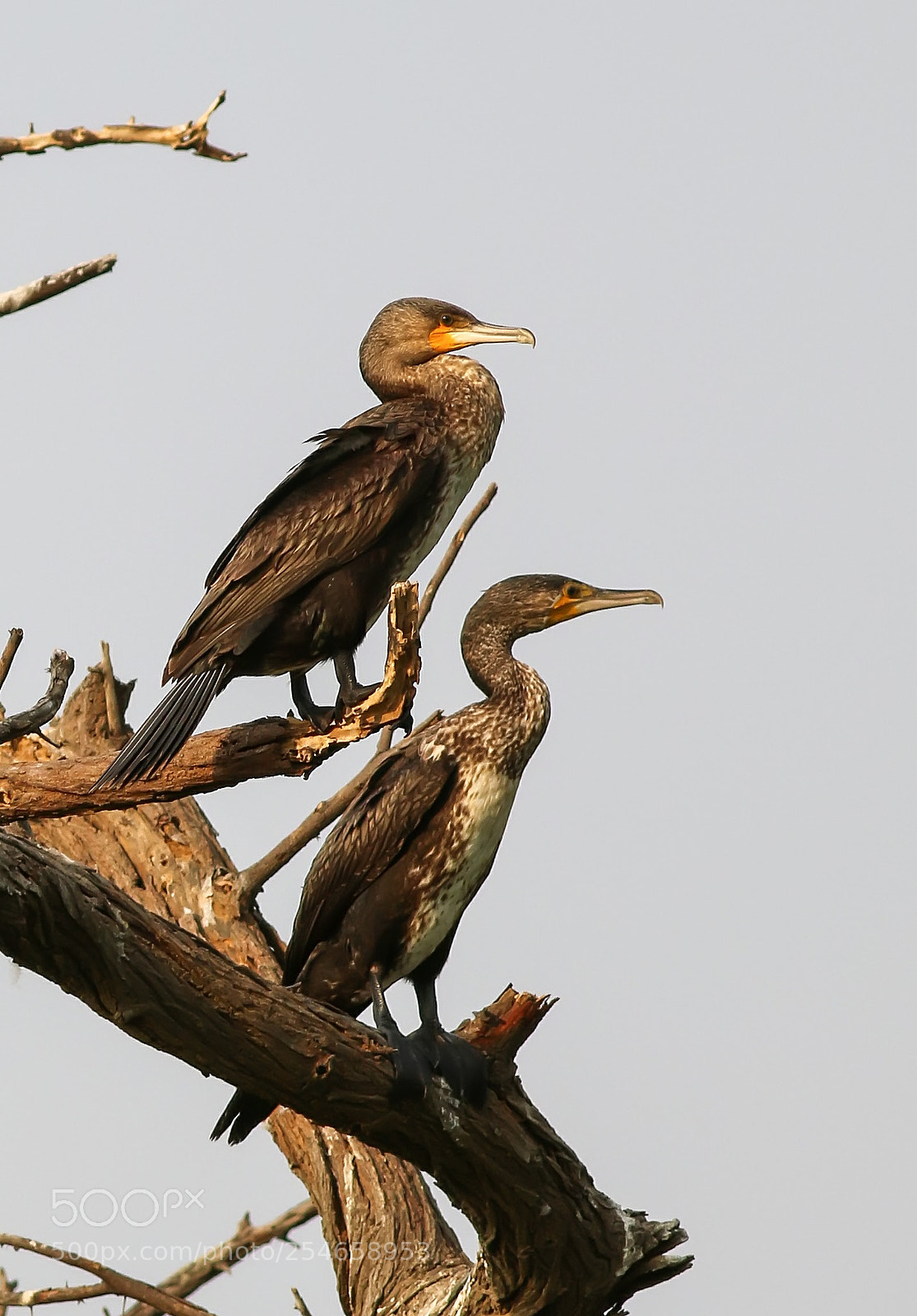 Canon EOS 7D Mark II sample photo. Indian cromorant photography