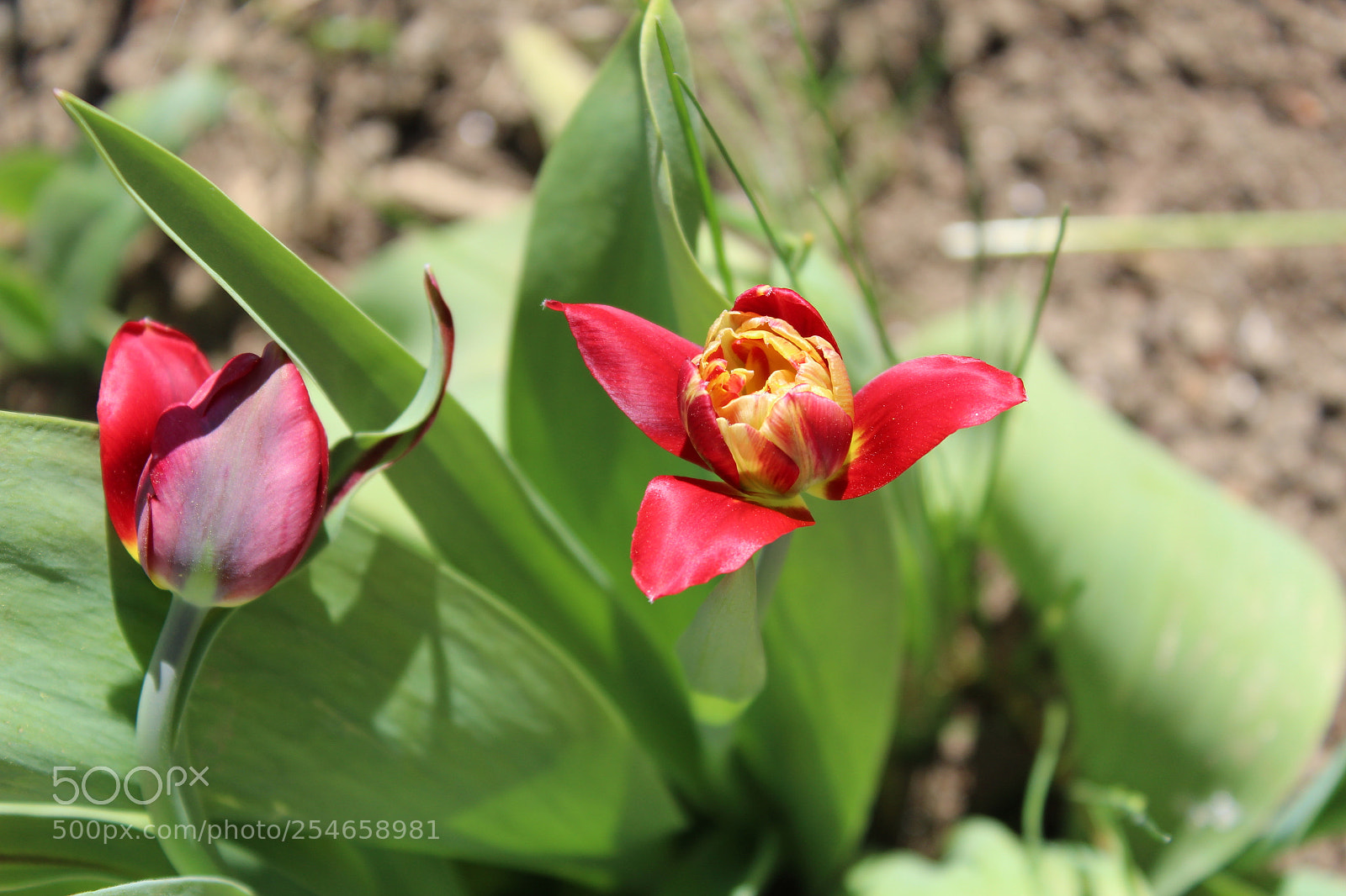 Canon EOS 1300D (EOS Rebel T6 / EOS Kiss X80) sample photo. Tulips photography