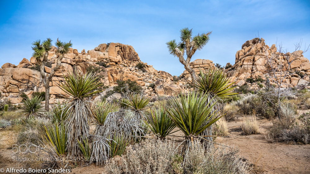 Sony a7R III sample photo. Joshua tree photography