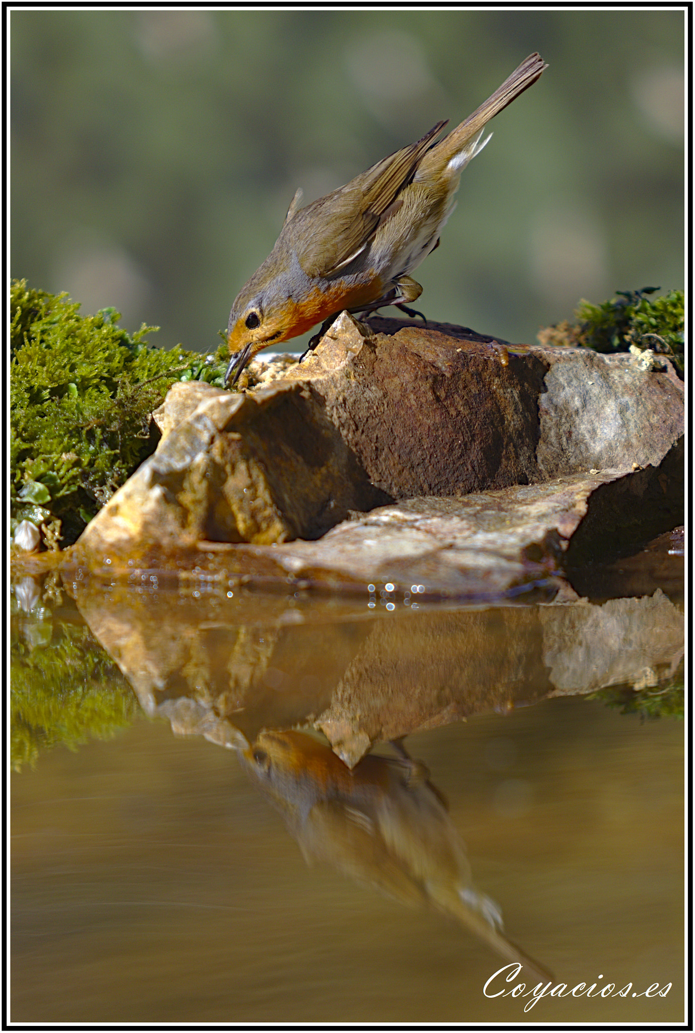 Canon EF 70-200mm F2.8L USM sample photo. Petirrojo (erithacus rebecula) photography