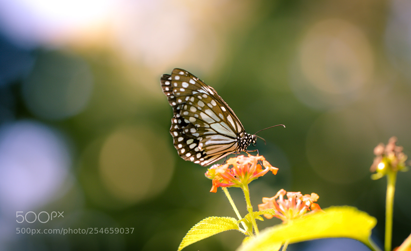 Canon EOS 7D Mark II sample photo. Beautiful butterfly photography