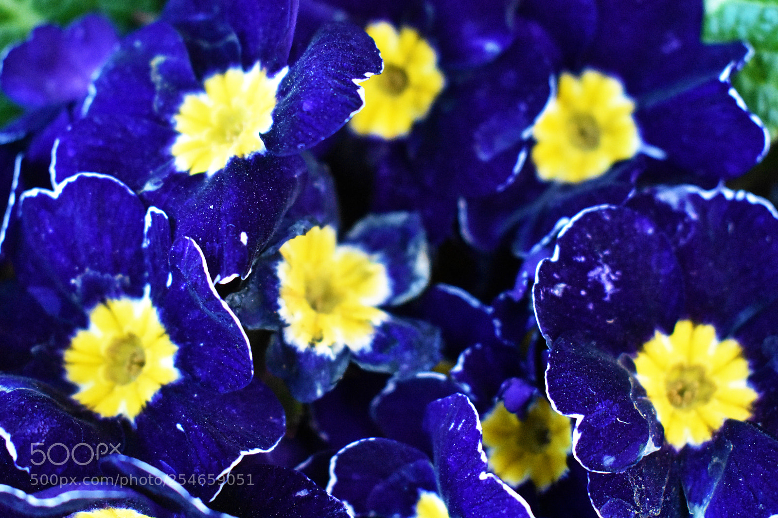 Nikon D3400 sample photo. In bloom photography