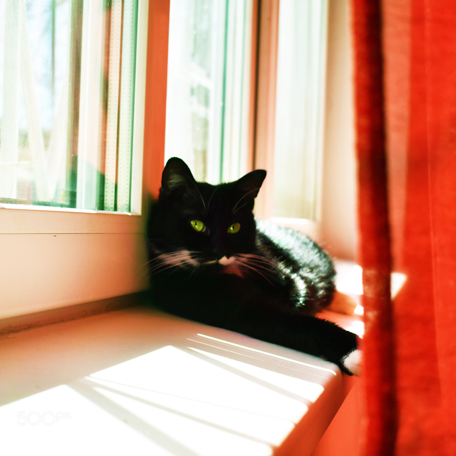 Nikon D3400 sample photo. Lazy cat photography
