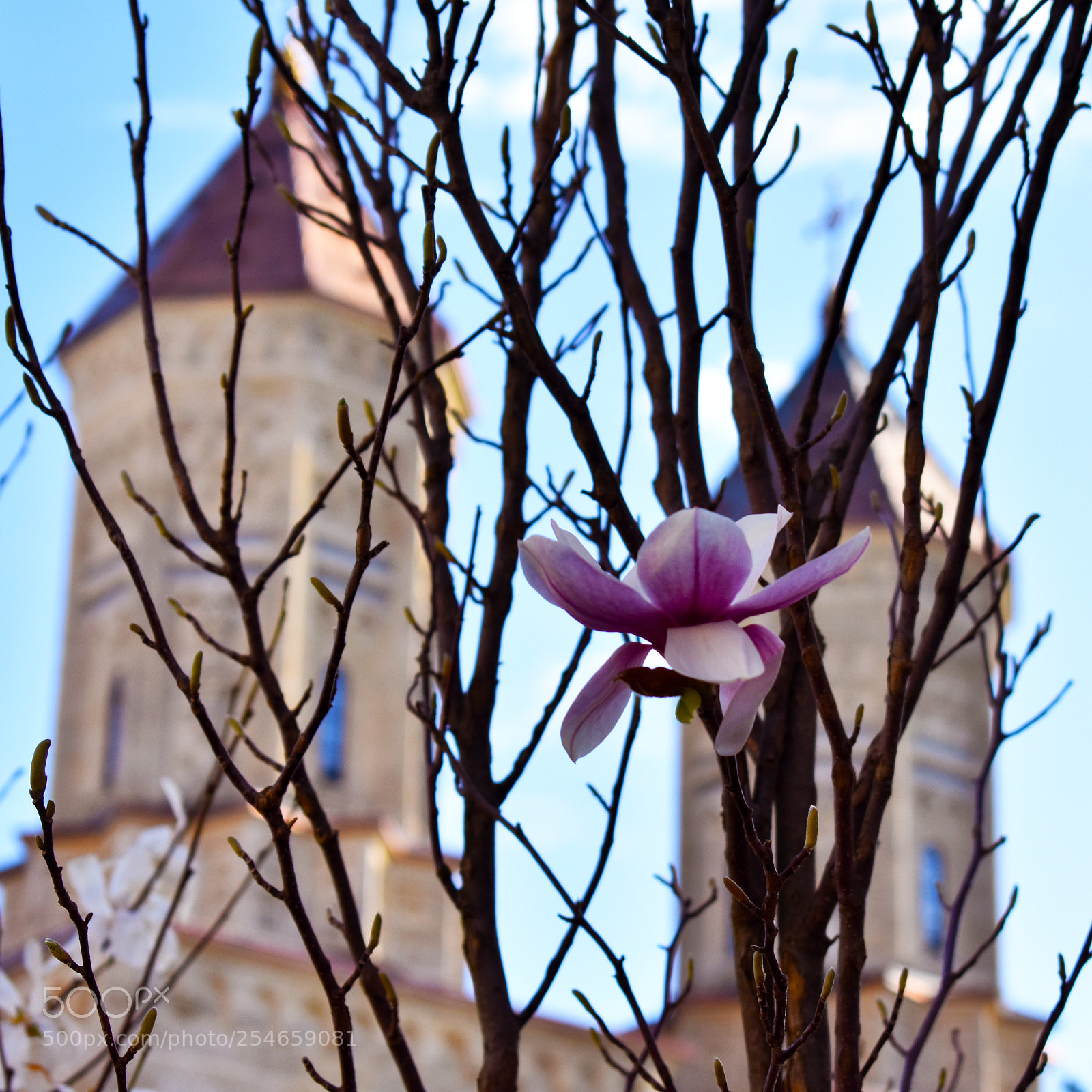 Nikon D3400 sample photo. Springtime in iasi photography