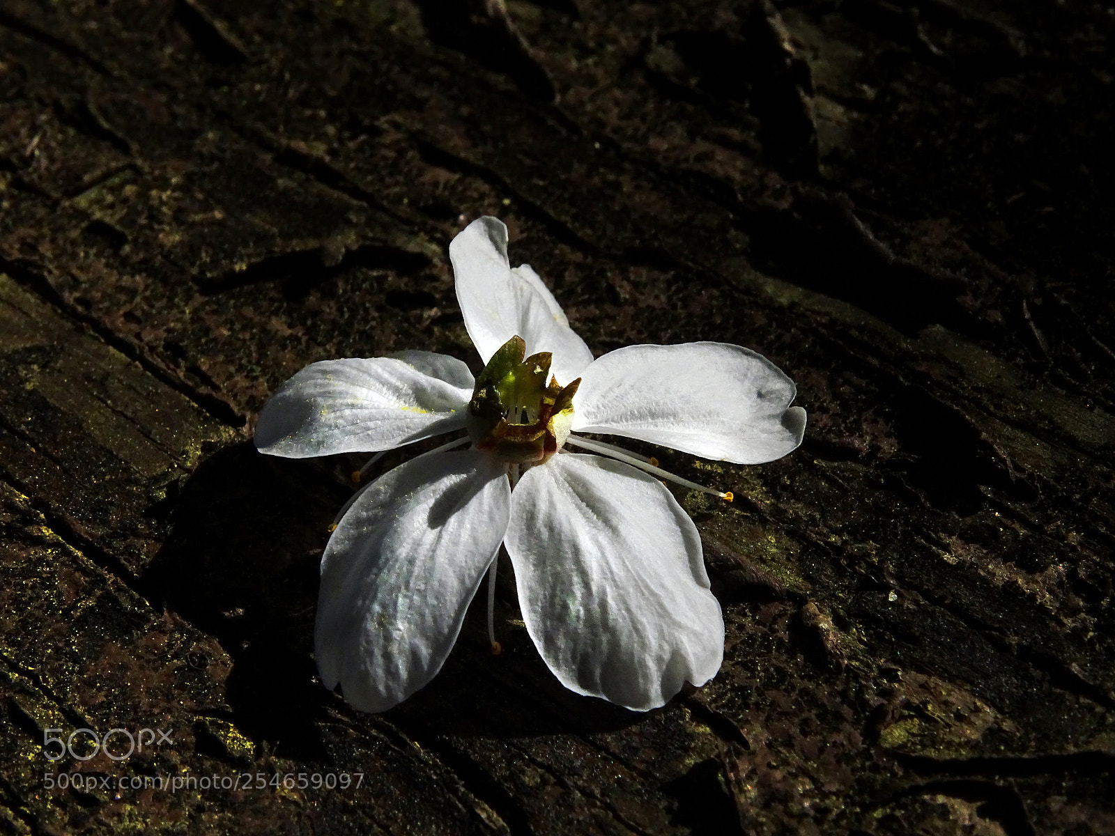 Sony Cyber-shot DSC-HX400V sample photo. White blossom on wood photography