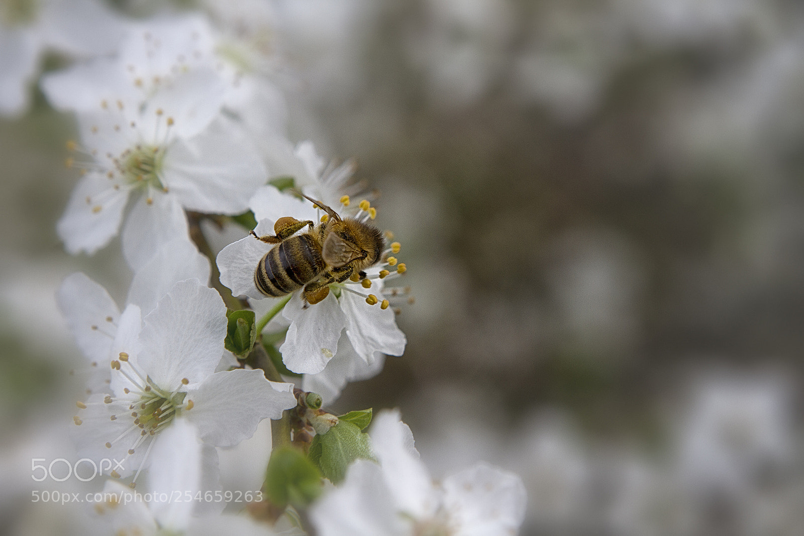 Canon EOS 7D sample photo. Bee_2 photography