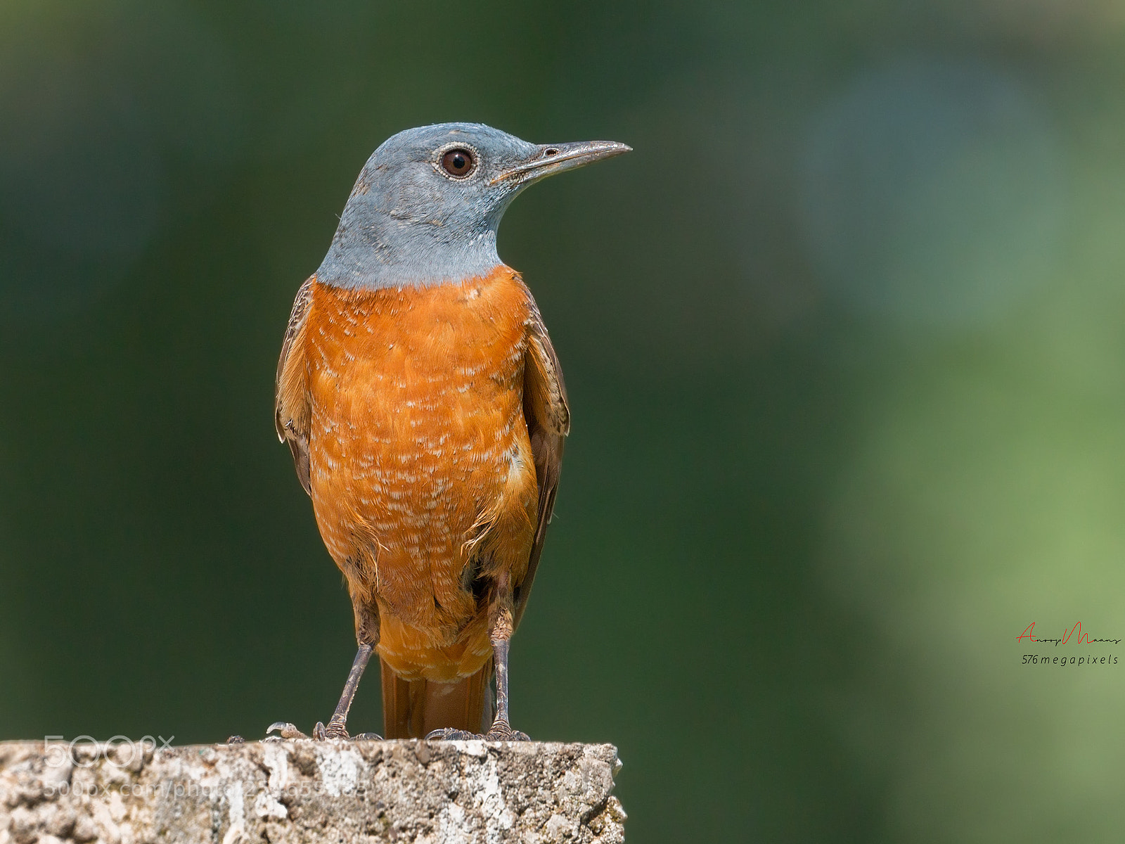 Canon EOS 70D sample photo. Rufous tailed rock thrush photography