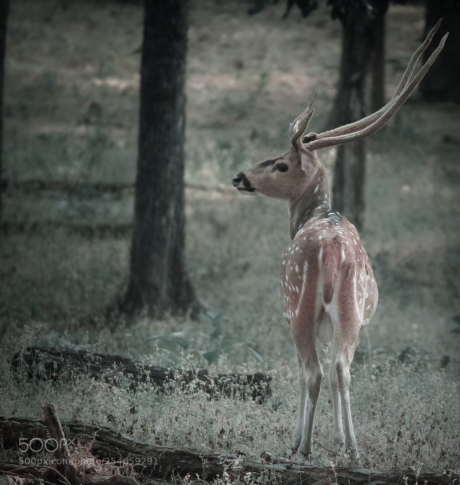 Canon EOS 1200D (EOS Rebel T5 / EOS Kiss X70 / EOS Hi) sample photo. Spotted deer photography