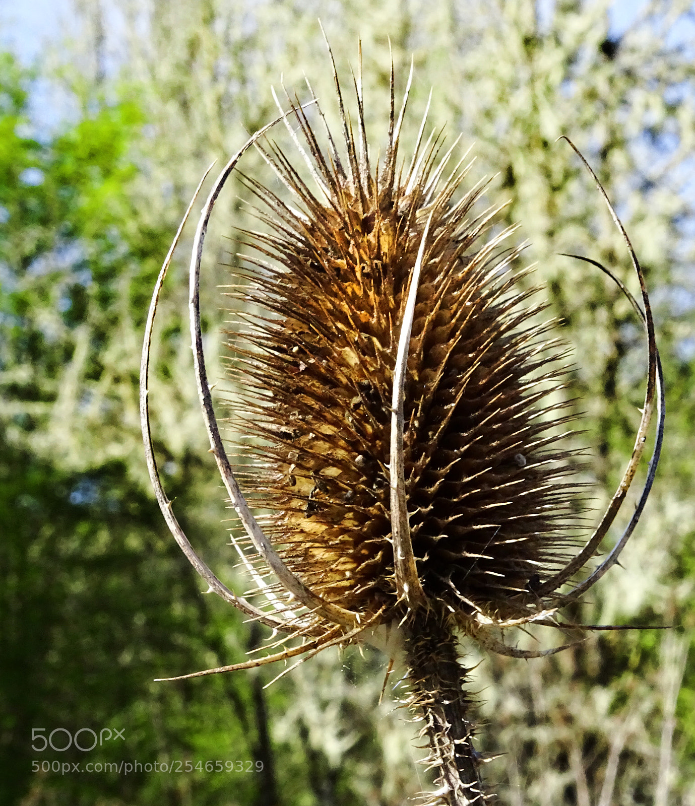 Sony Cyber-shot DSC-HX400V sample photo. Brown thistle photography