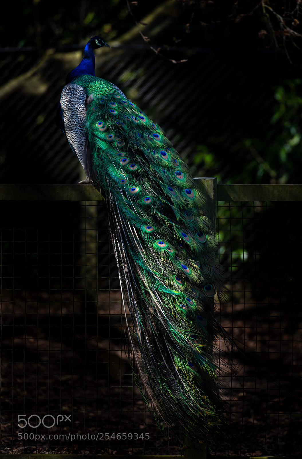Canon EOS 5D Mark IV sample photo. Cock of the walk photography