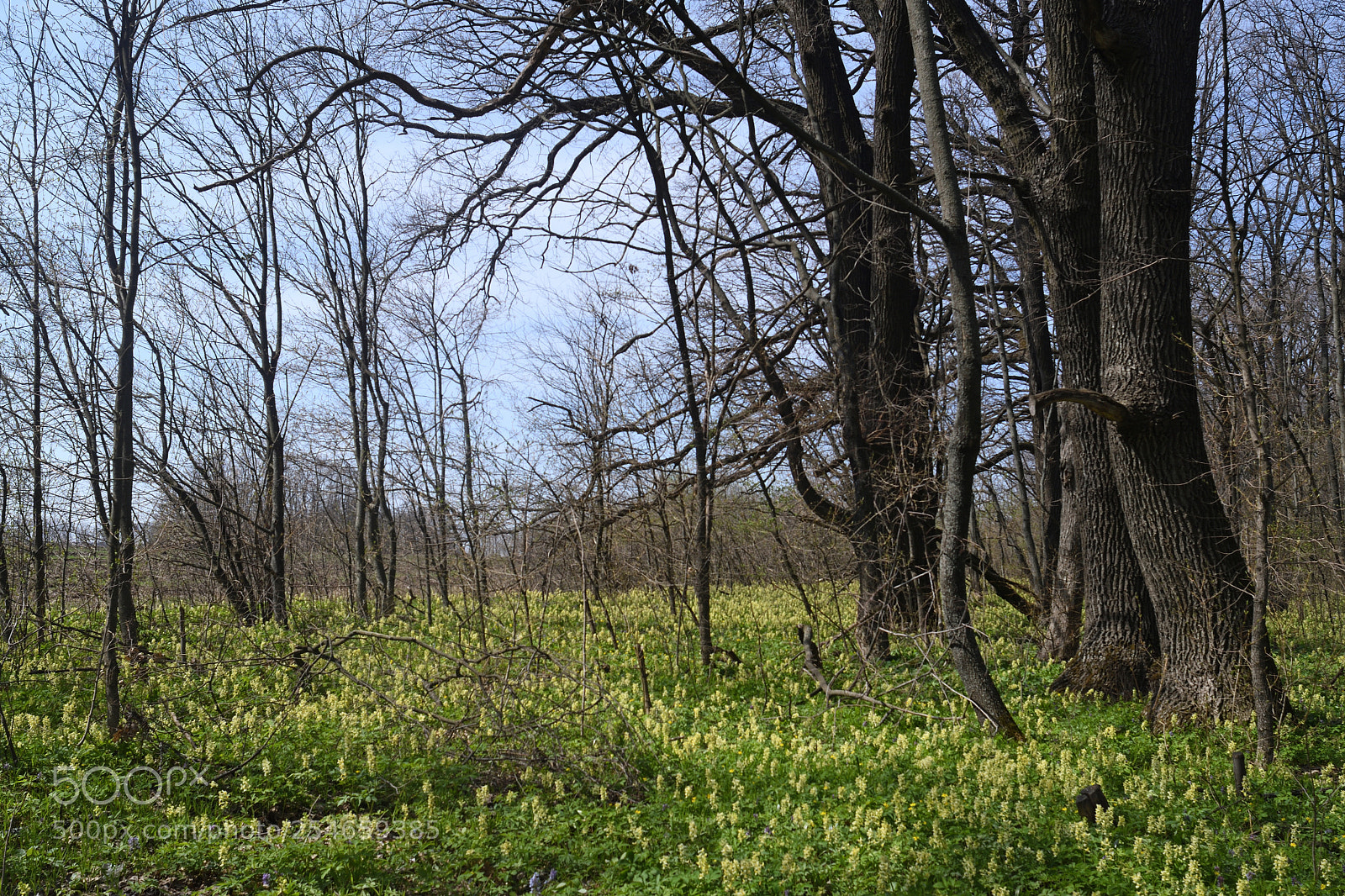 Nikon D7500 sample photo. Yellow forest photography