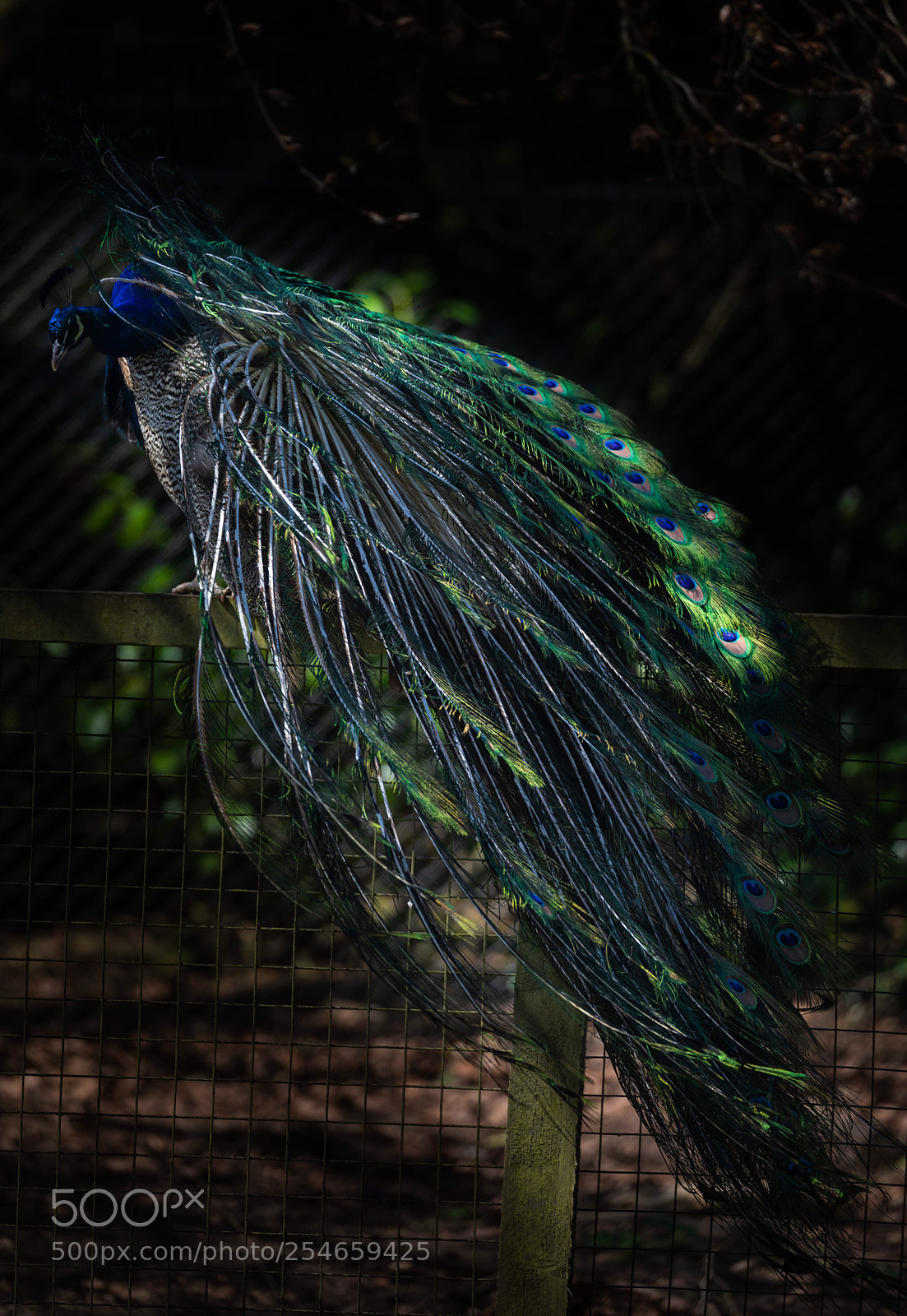 Canon EOS 5D Mark IV sample photo. Cock of the walk 2 photography
