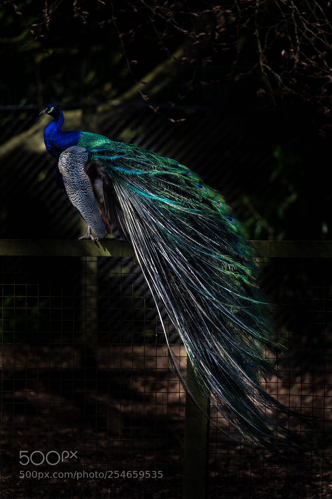 Canon EOS 5D Mark IV sample photo. Cock of the walk 3 photography