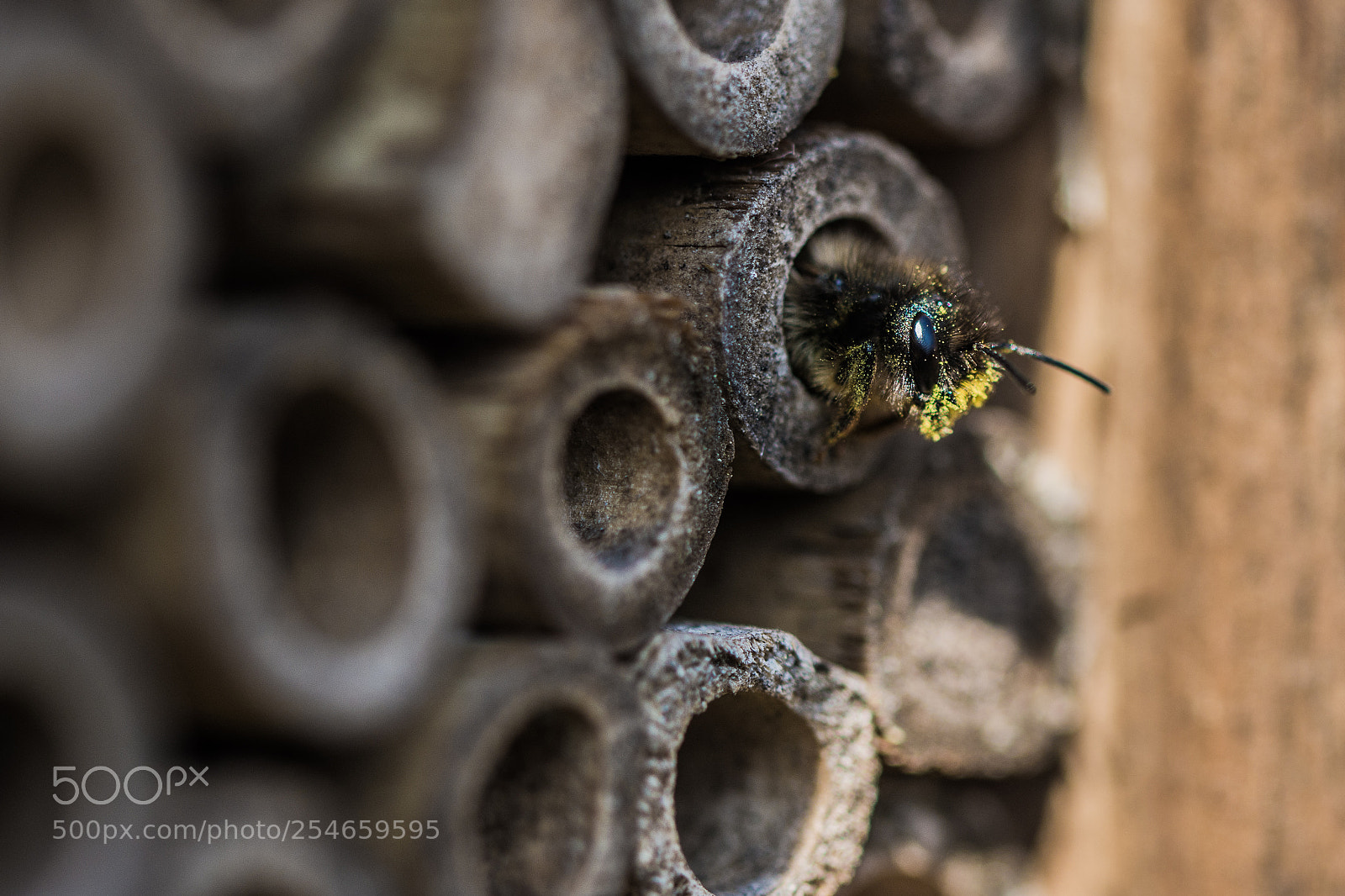 Nikon D7200 sample photo. Mason bee photography
