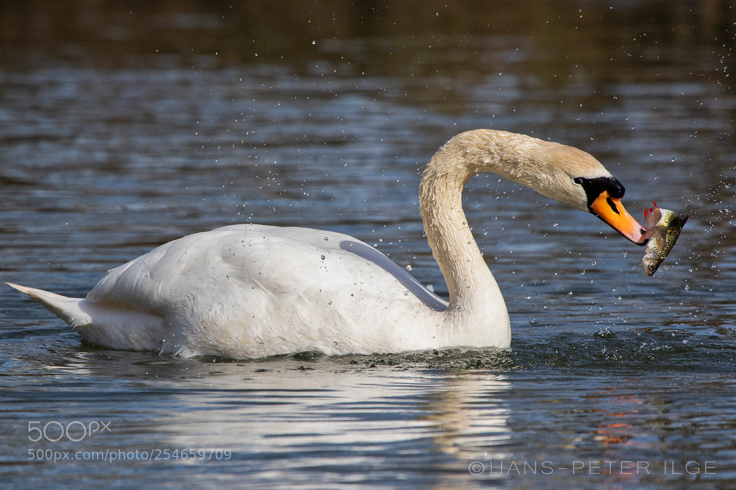 Canon EOS 7D Mark II sample photo. A fishing swan photography