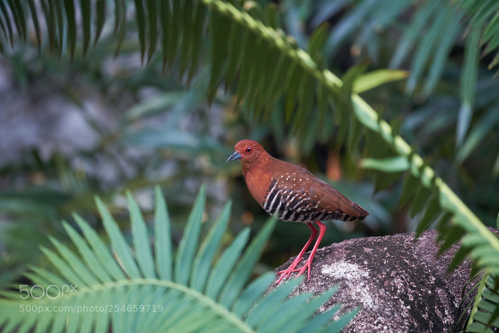 Fujifilm X-T2 sample photo. Red-legged crake photography