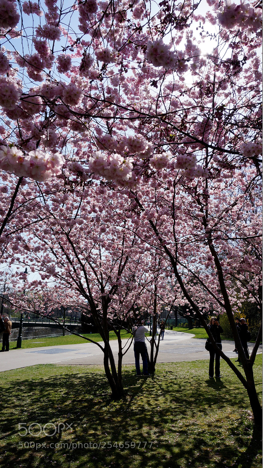 Sony Alpha NEX-6 sample photo. Underneath the cherry tree photography