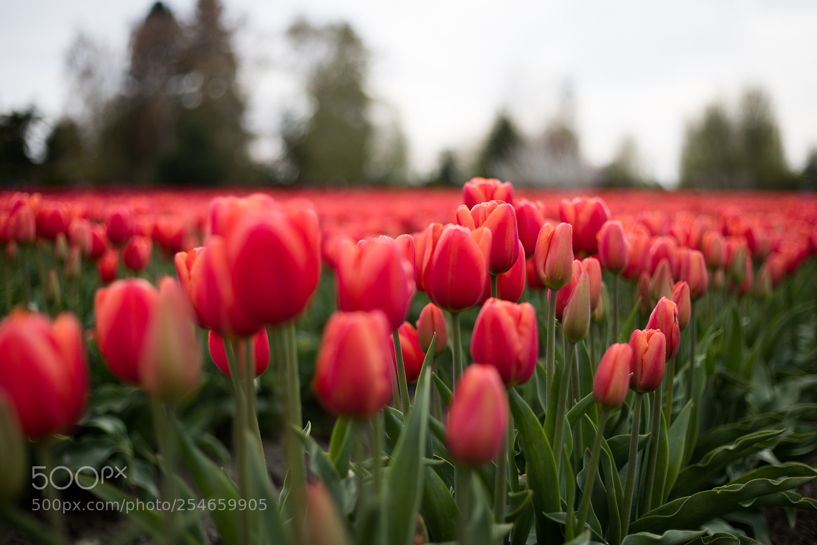 Canon EOS 6D Mark II sample photo. * photography
